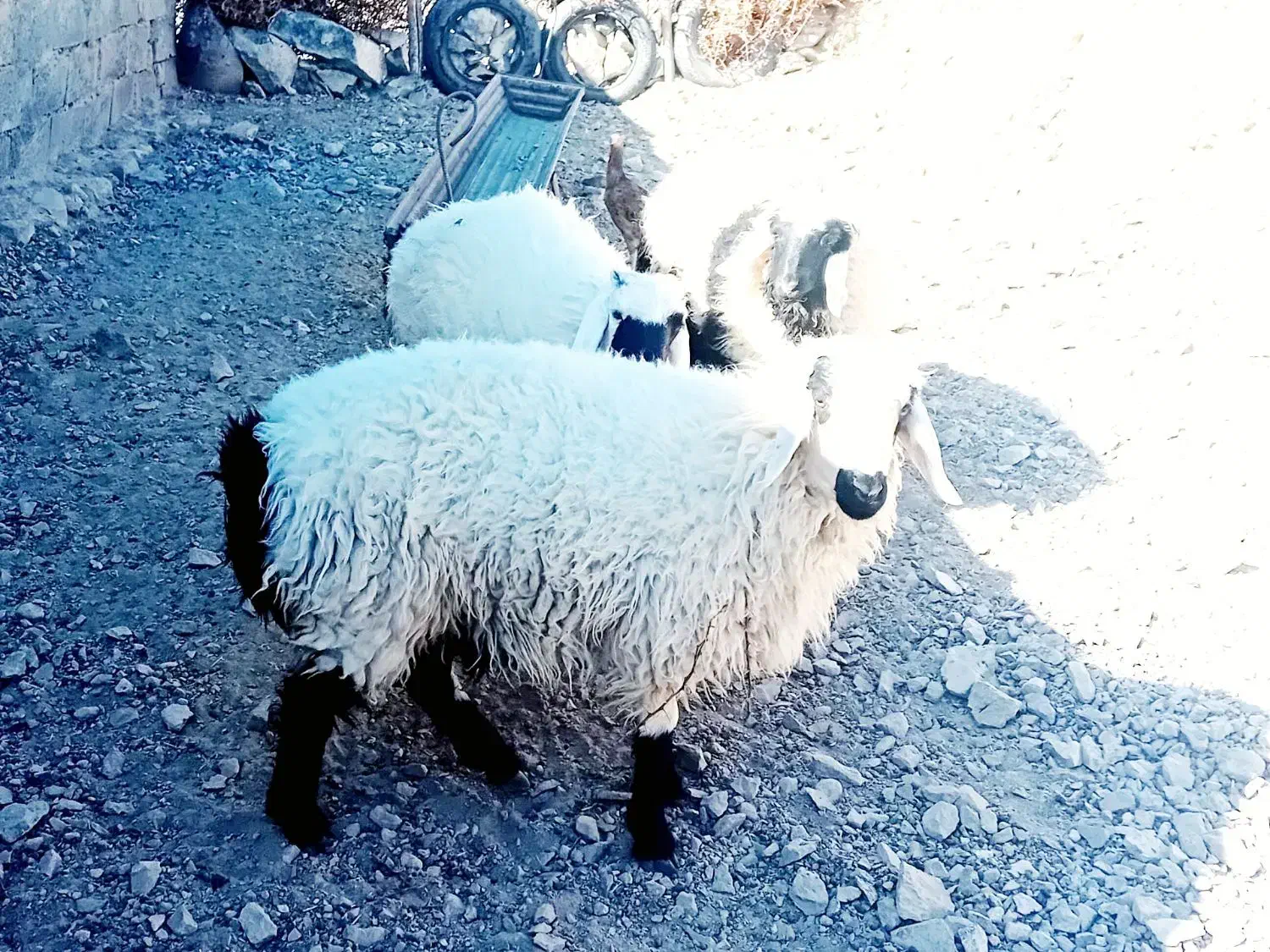 فروشی|حیوانات مزرعه|درمیان, |دیوار