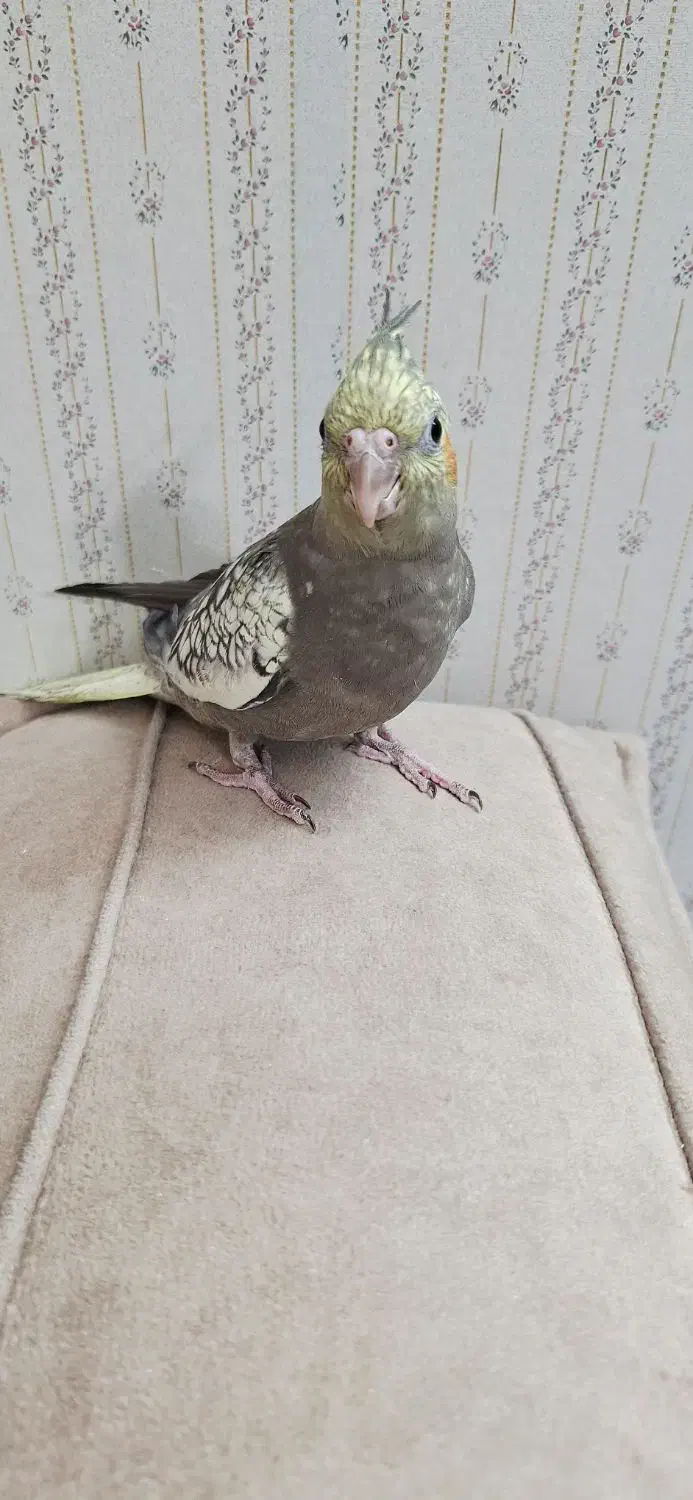 عروس هلندی|پرنده|مشهد, حجاب (شهرک غرب)|دیوار