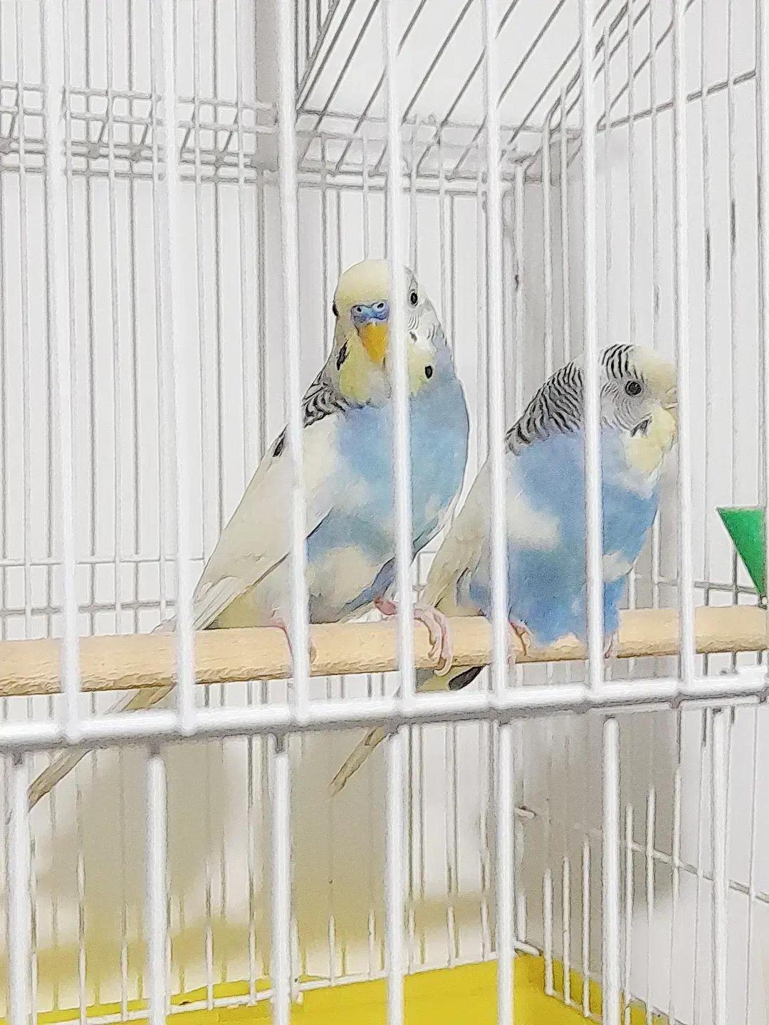 مرغ عشق|پرنده|پاکدشت, پاکدشت (مامازند)|دیوار