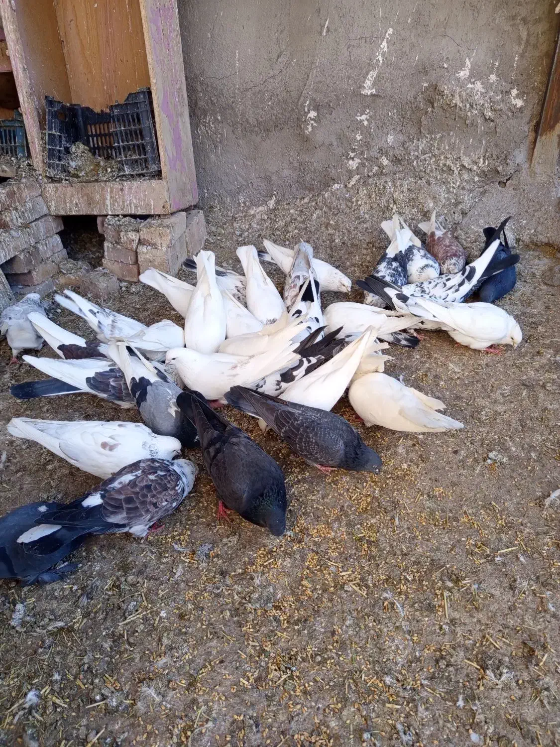 کبوترهایاصیلوخاص|پرنده|دشتک, |دیوار