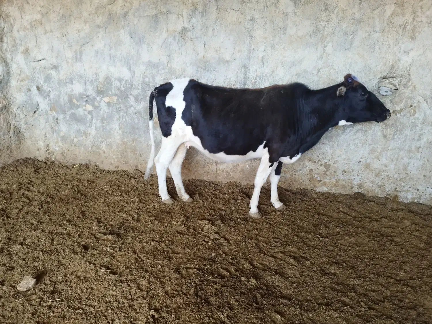 گاو گوساله|حیوانات مزرعه|سرفاریاب, |دیوار