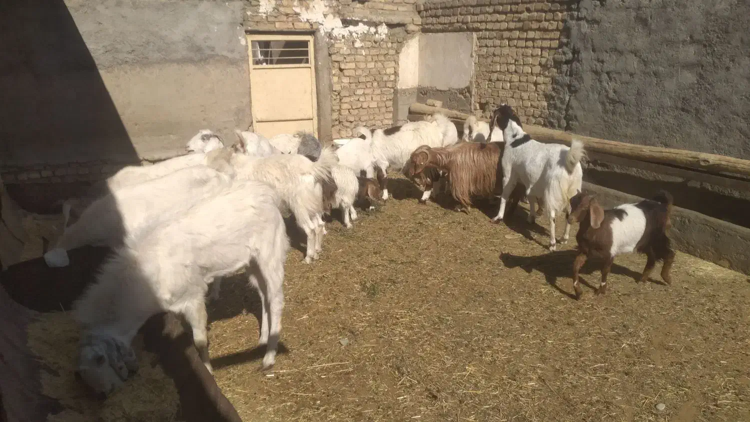 بزو بزغاله|حیوانات مزرعه|خمین, |دیوار