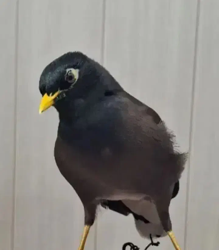 مرغ مینا|پرنده|شاهینشهر, گزبرخوار|دیوار