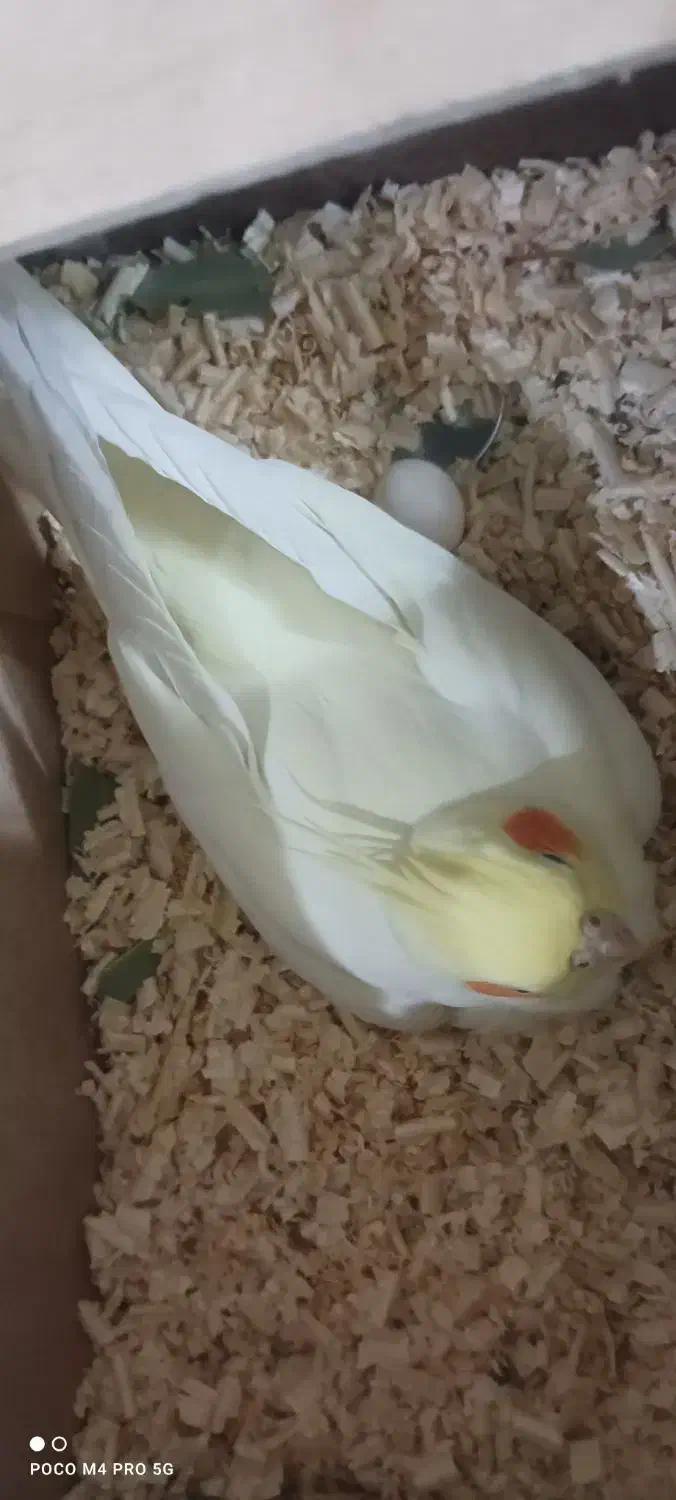 عروس هلندی ماده دستی  بالغ و مست|پرنده|پاکدشت, پاکدشت (مامازند)|دیوار