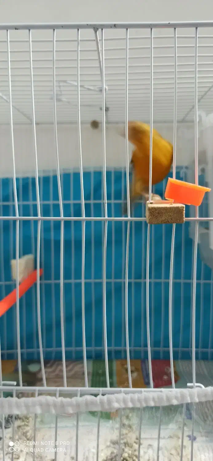 قناری دارچینی شلاقی.فنچ|پرنده|مشهد, انقلاب|دیوار