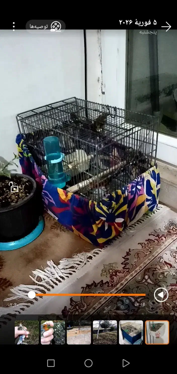 سهره ماده و نر|پرنده|ماهدشت, |دیوار