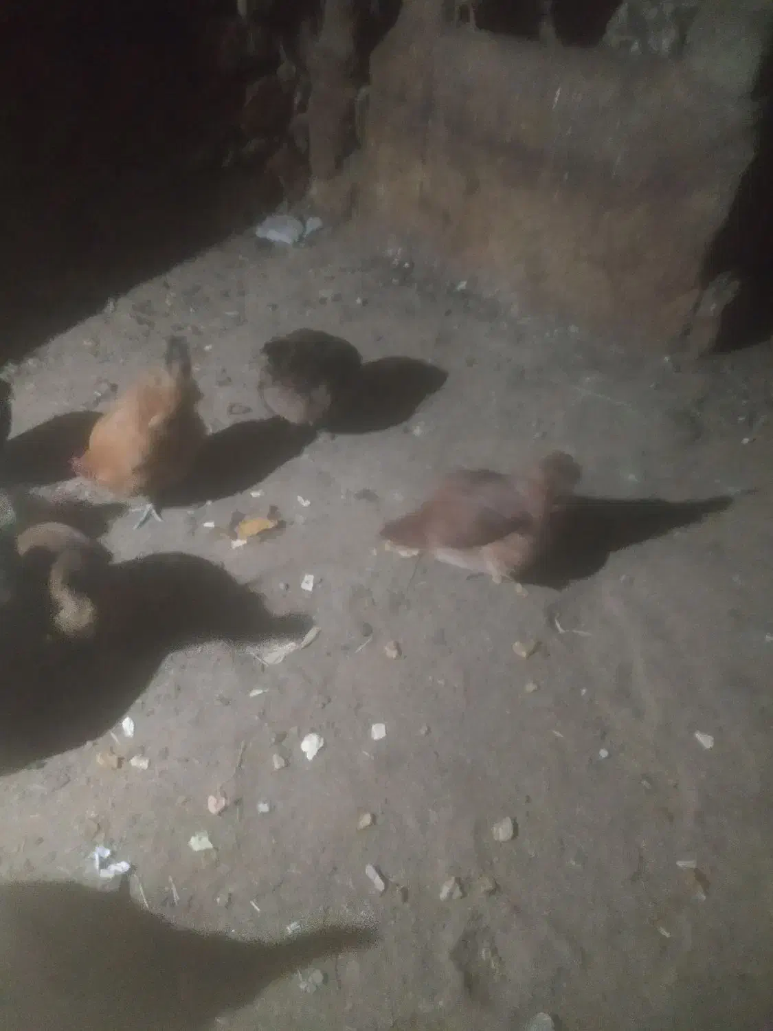 مرغ|حیوانات مزرعه|سردشت, |دیوار