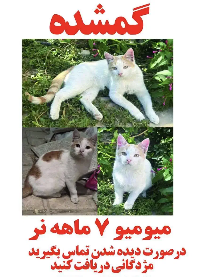 گربه گمشده با مژدگانی خوب|حیوانات|کرج, جهان‌شهر|دیوار