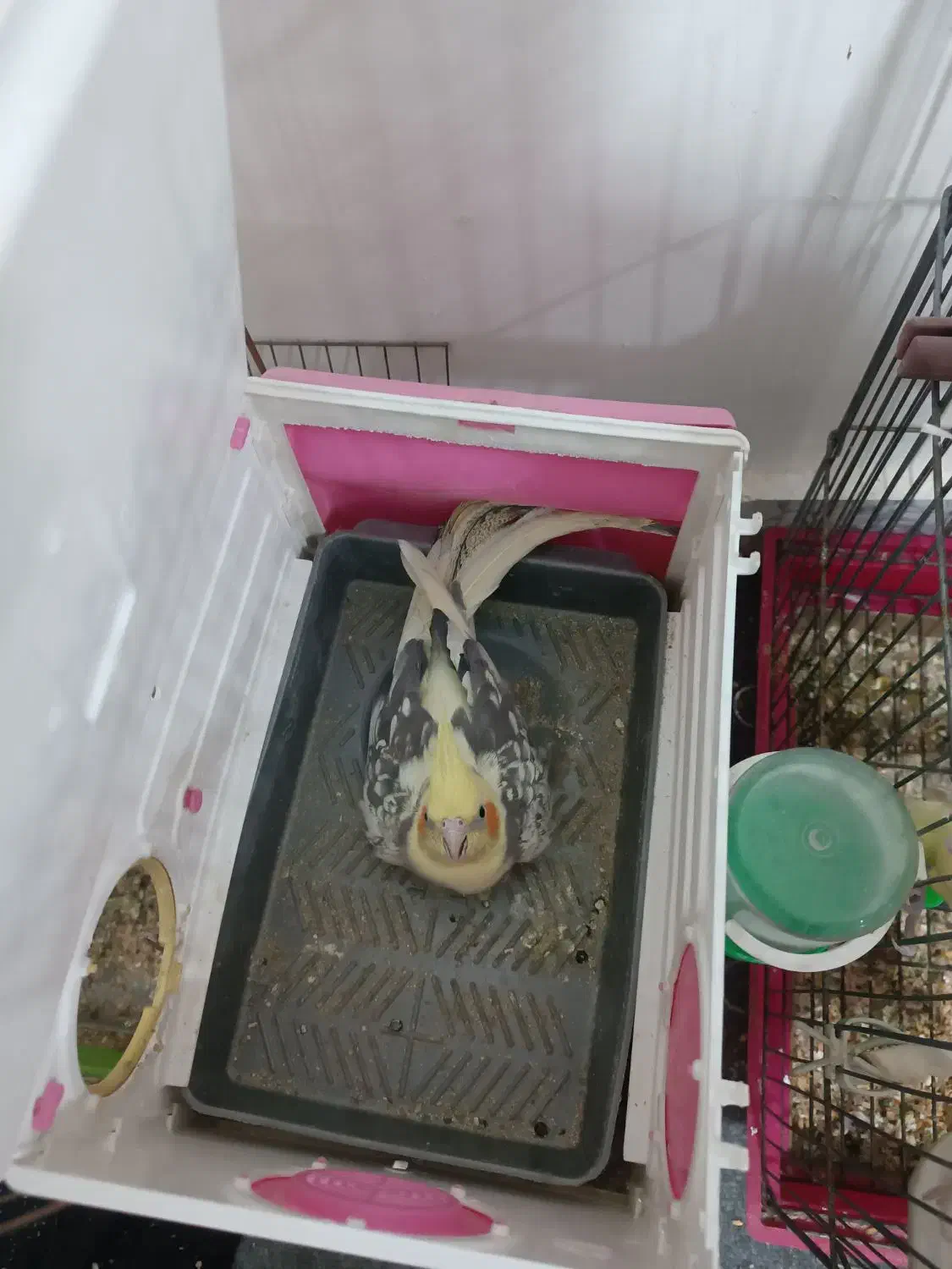 عروس هلندی تخمکرده اماده|پرنده|کاشان, ملا حبیبالله شریف|دیوار