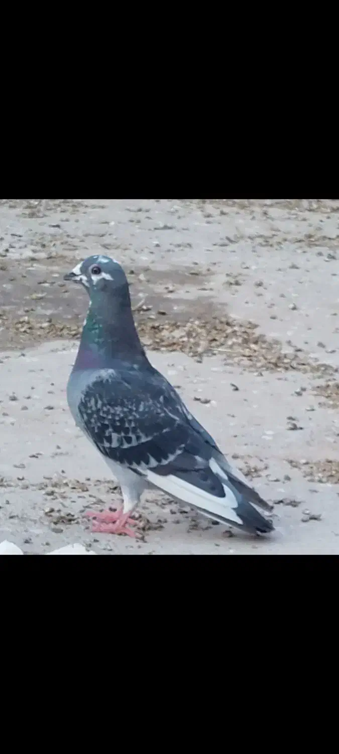 کبوتر پلاکی|پرنده|قم, شهرک سازمان آب|دیوار
