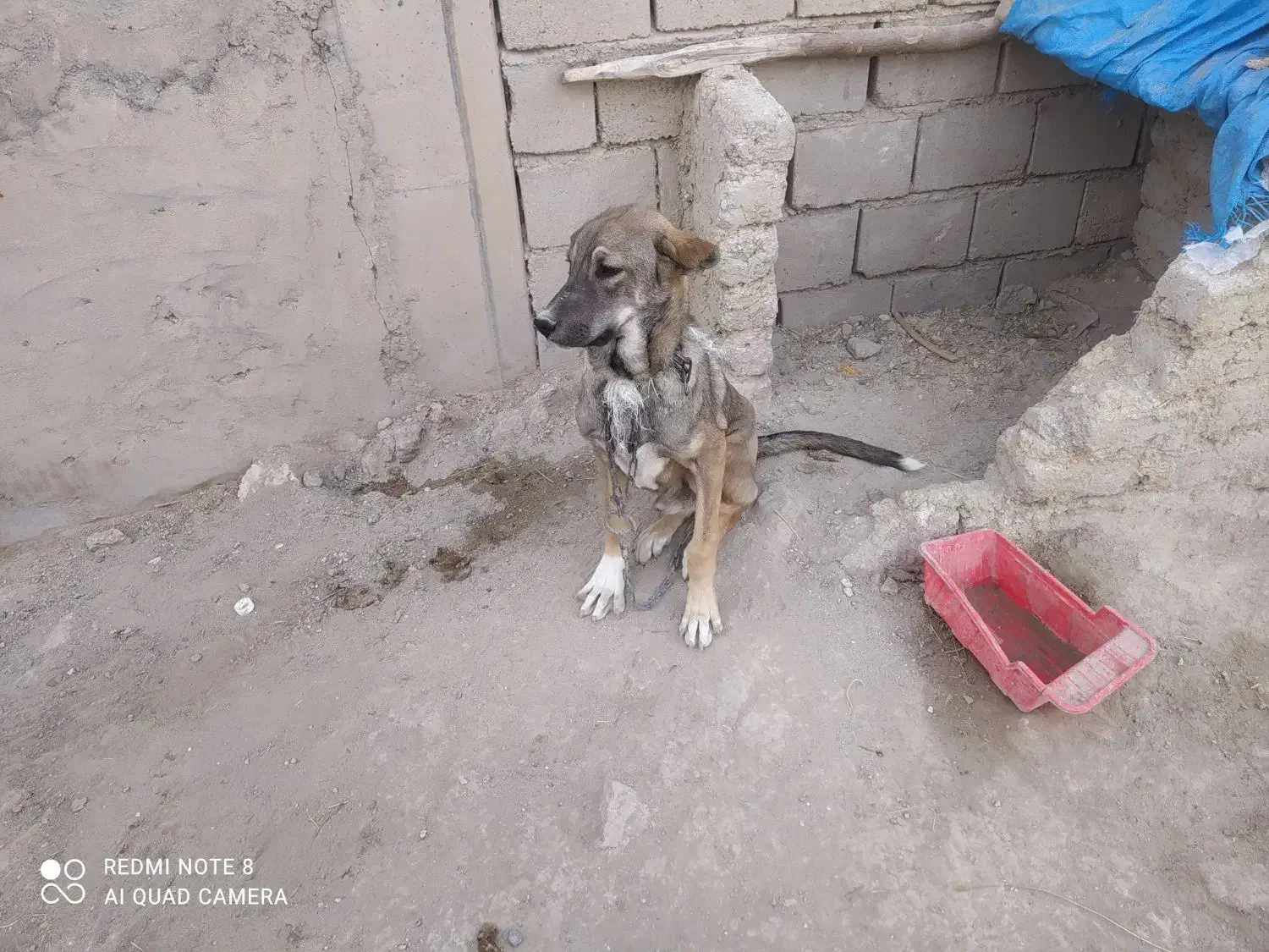 توله سگ سرابی|سگ|نظر کهریزی, |دیوار