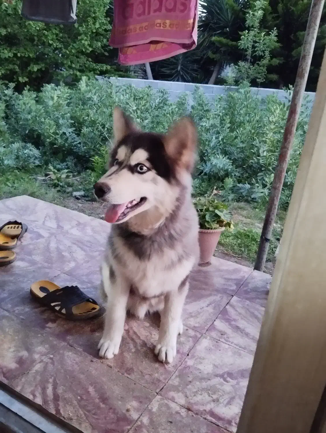 واگذاری سگ هاسکی|سگ|املش, |دیوار