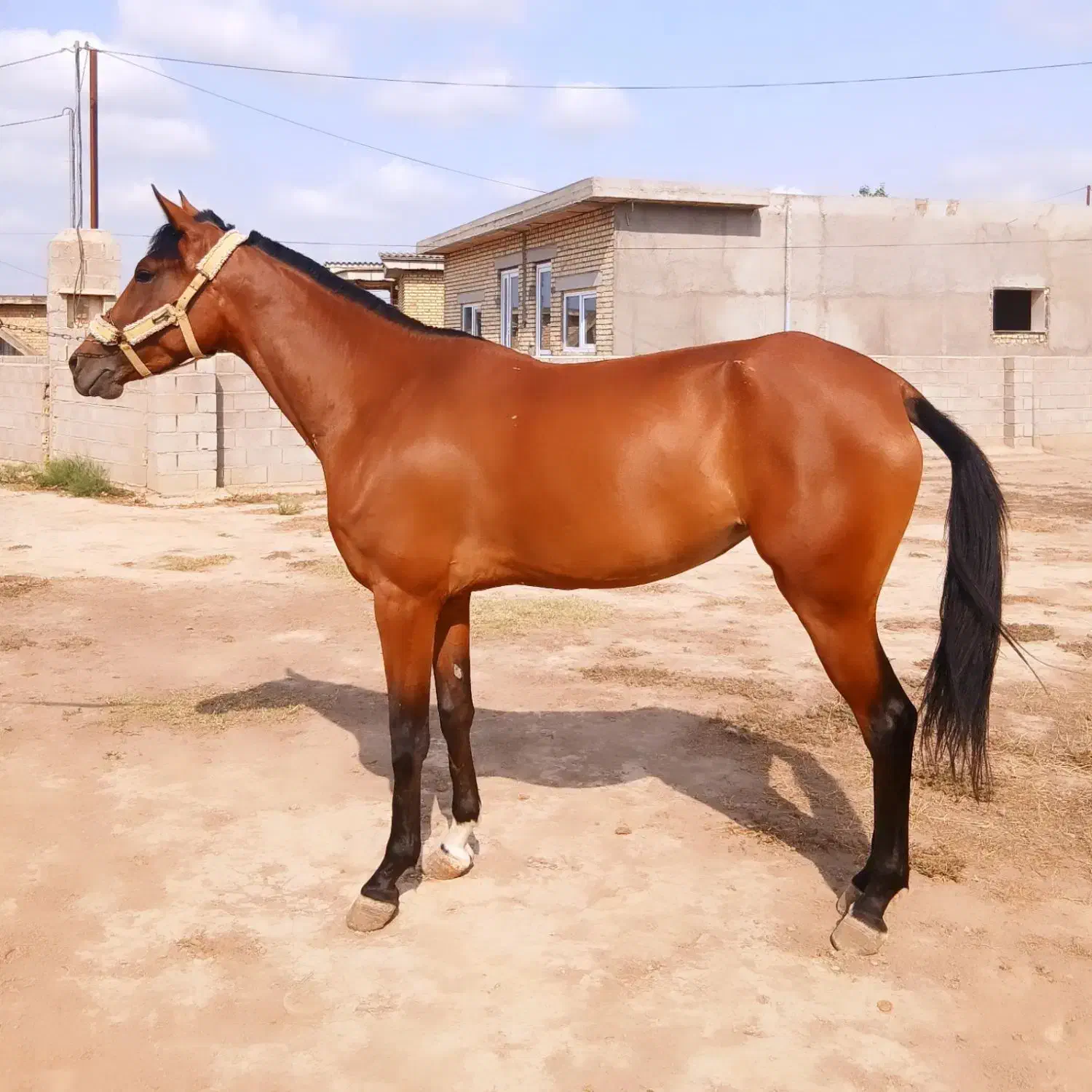 مادیان ترکمن اصیل|اسب و تجهیزات اسبسواری|گنبد کاووس, |دیوار