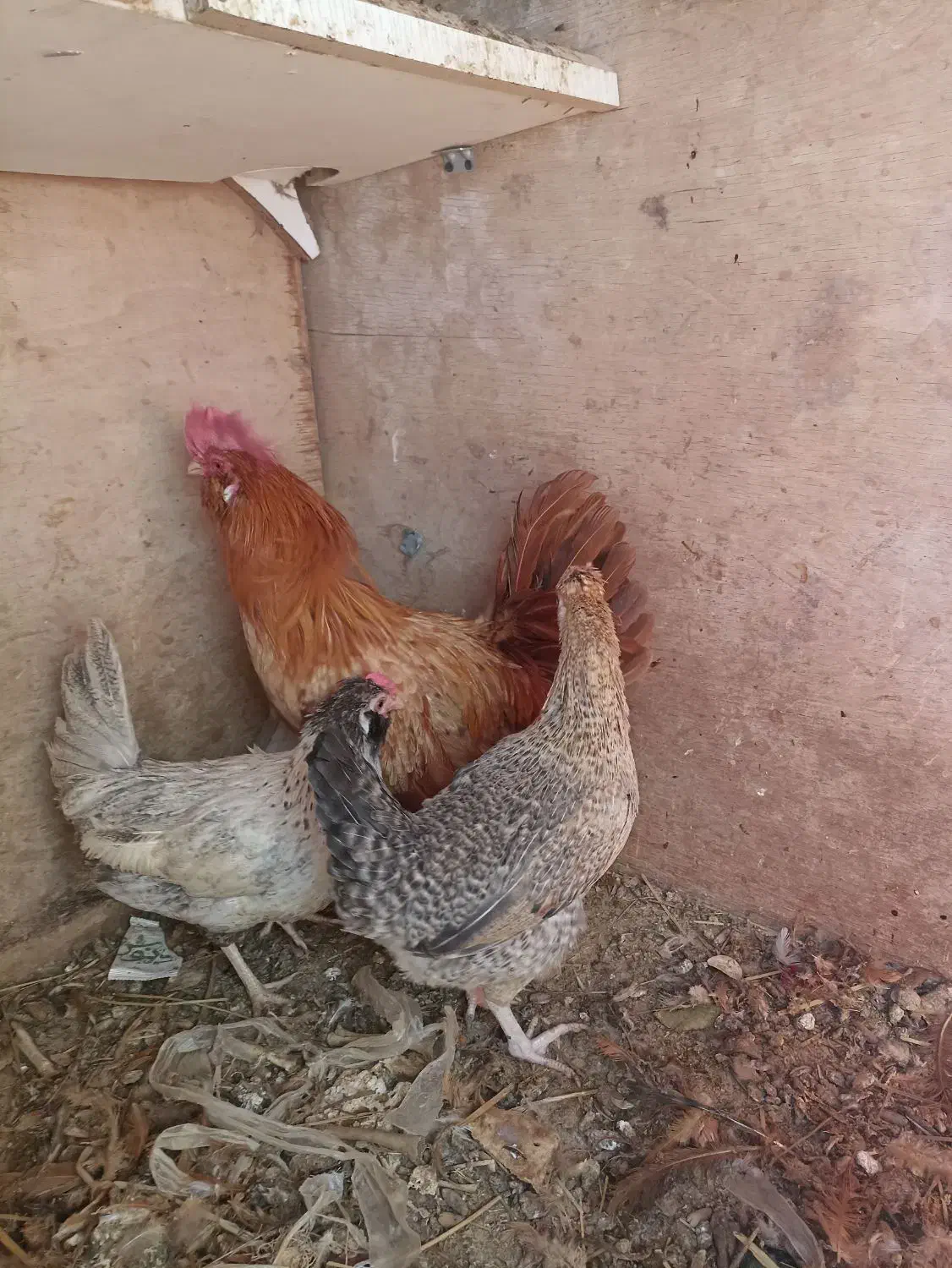 سلام فروش دوتا مرغ هروز تخم ویک عدد خروس|حیوانات مزرعه|نگین کویر, |دیوار