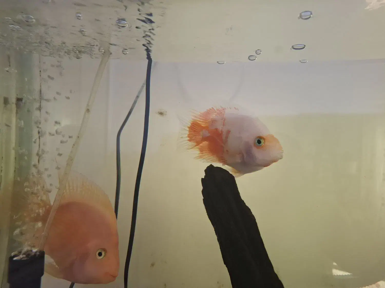 ماهی فلاور و پرت|ماهی|خمینیشهر, |دیوار