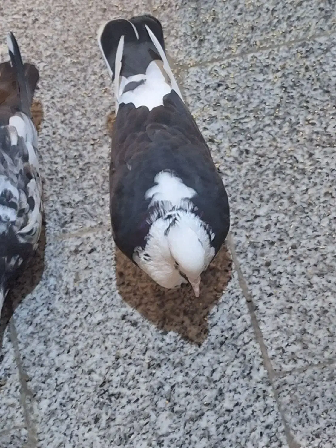 کفتر ماده|پرنده|پردیس, فاز ۸|دیوار