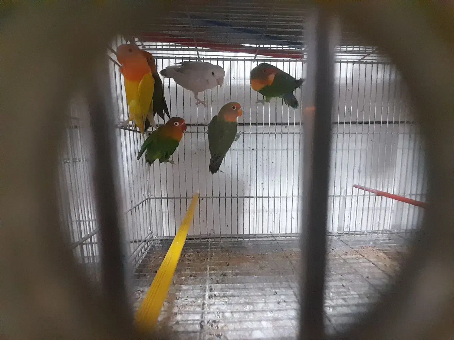 .کوتوله برزیلی سالم و سرحال.|پرنده|لنجان, |دیوار