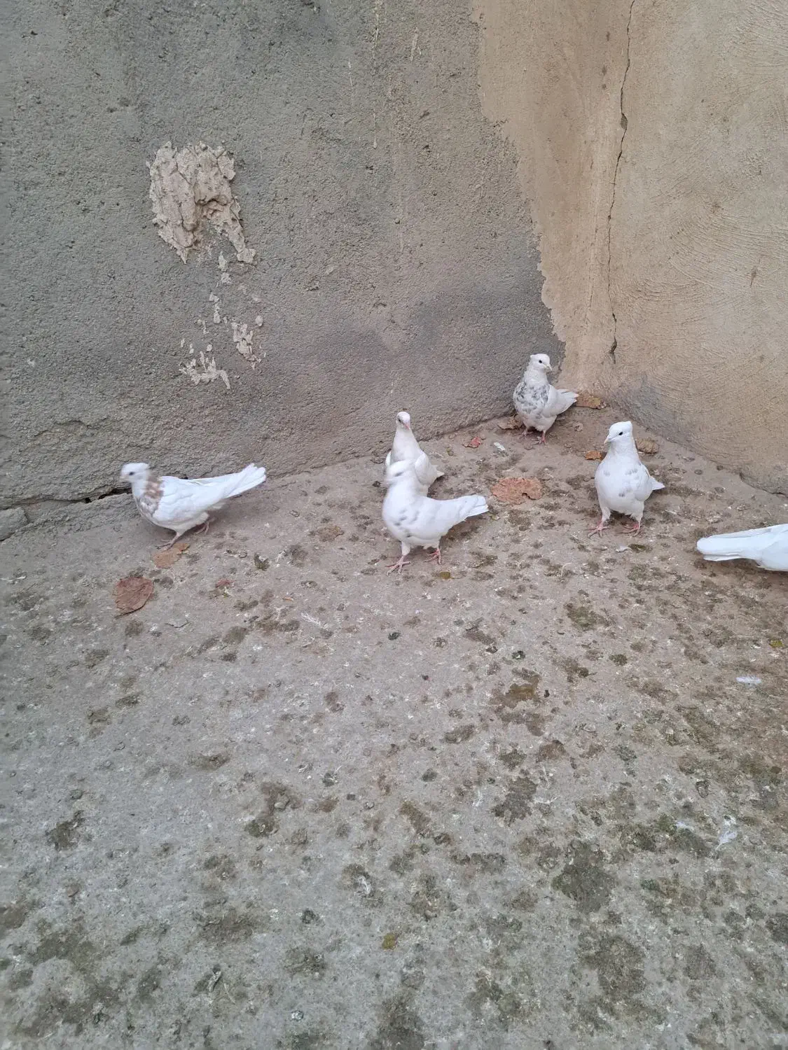 طوقی درجه یک|پرنده|کبودرآهنگ, |دیوار