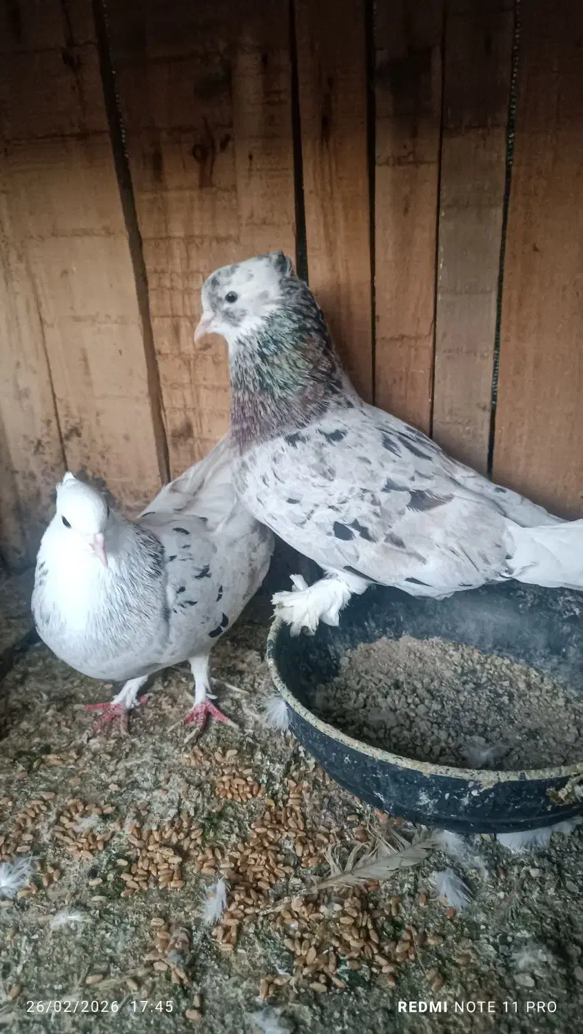 جفت سرور|پرنده|بندرعباس, |دیوار