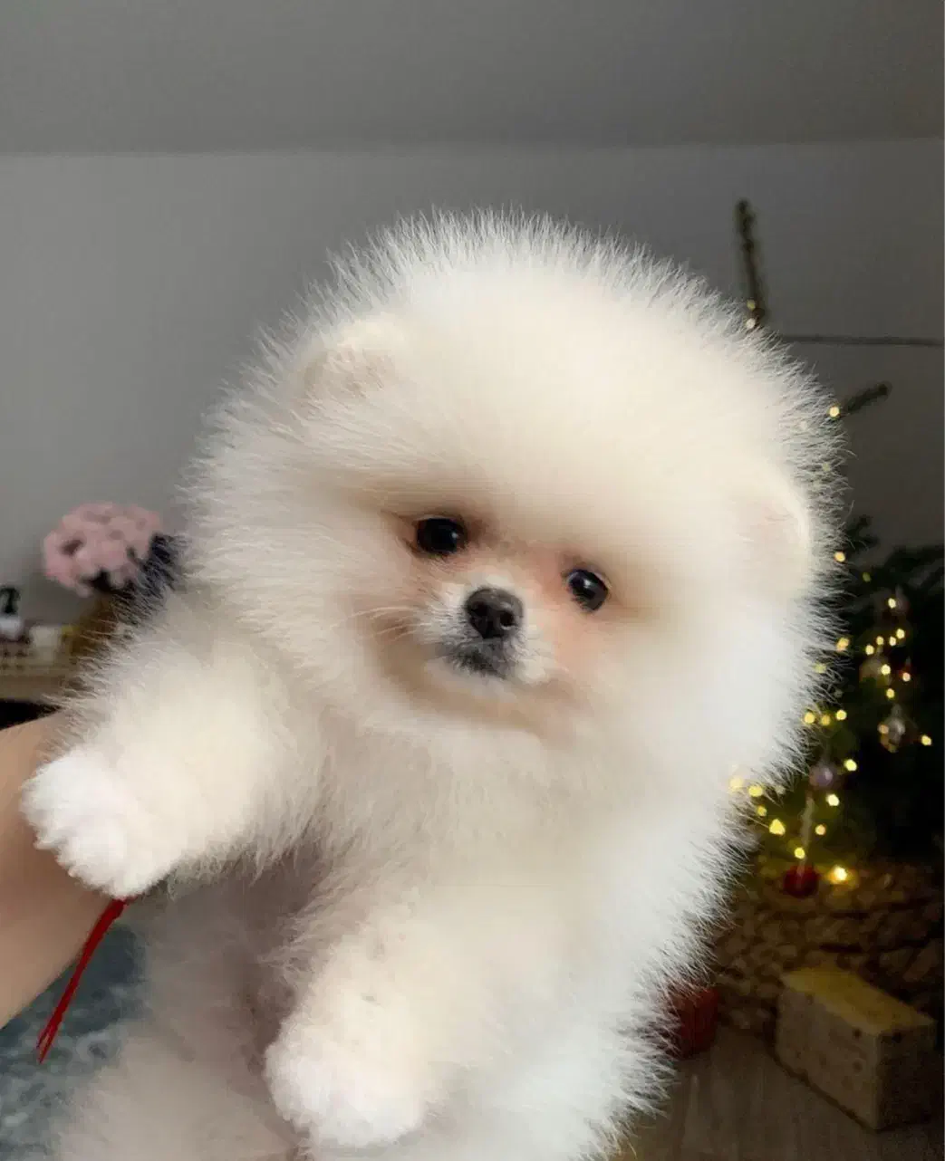 پامرکده سگ پامر خرسی اورجینال.پامرانین عروسکی|سگ|شیراز, فرهنگ شهر|دیوار