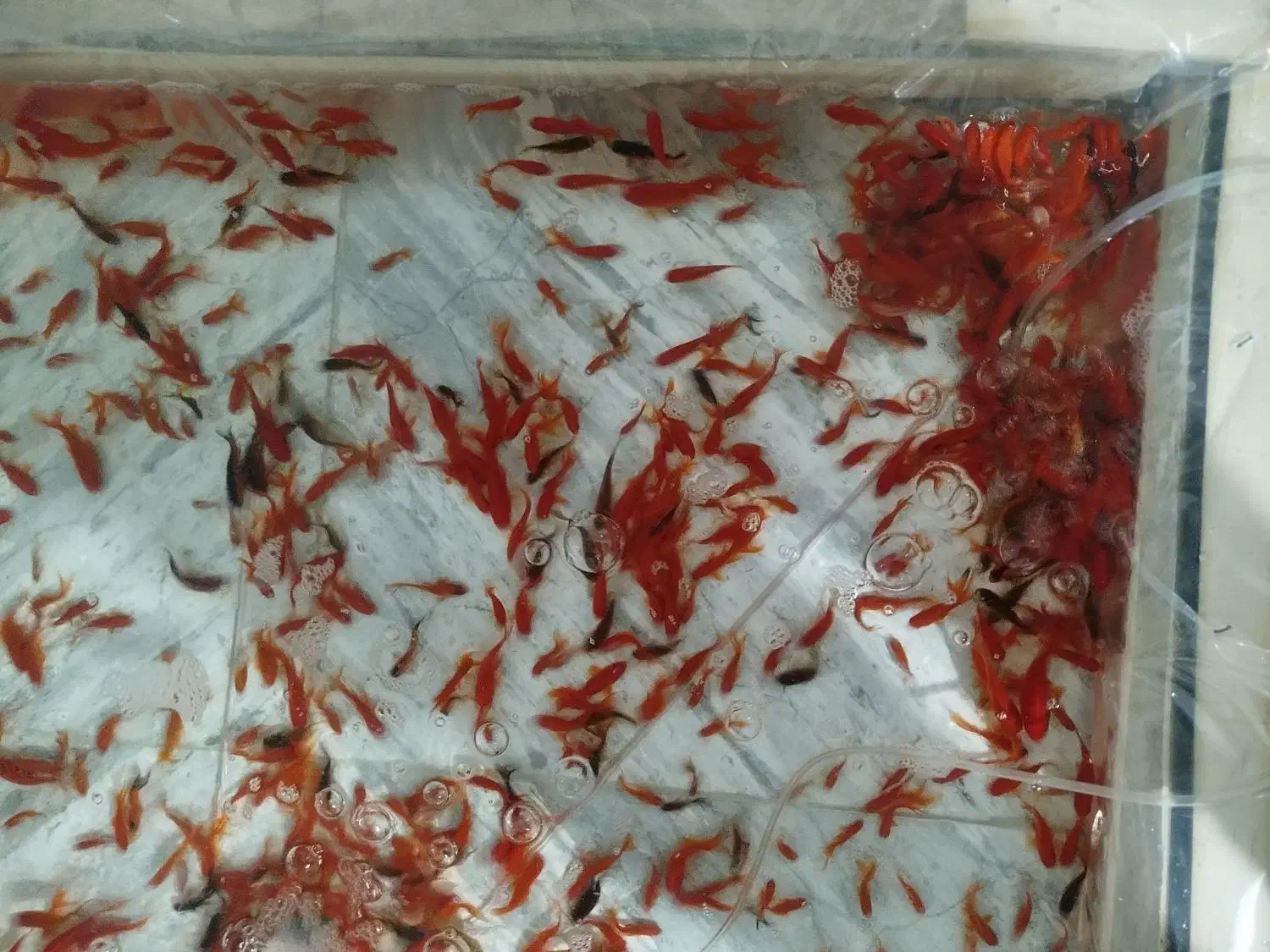 ماهی قرمز|ماهی|کیار, |دیوار