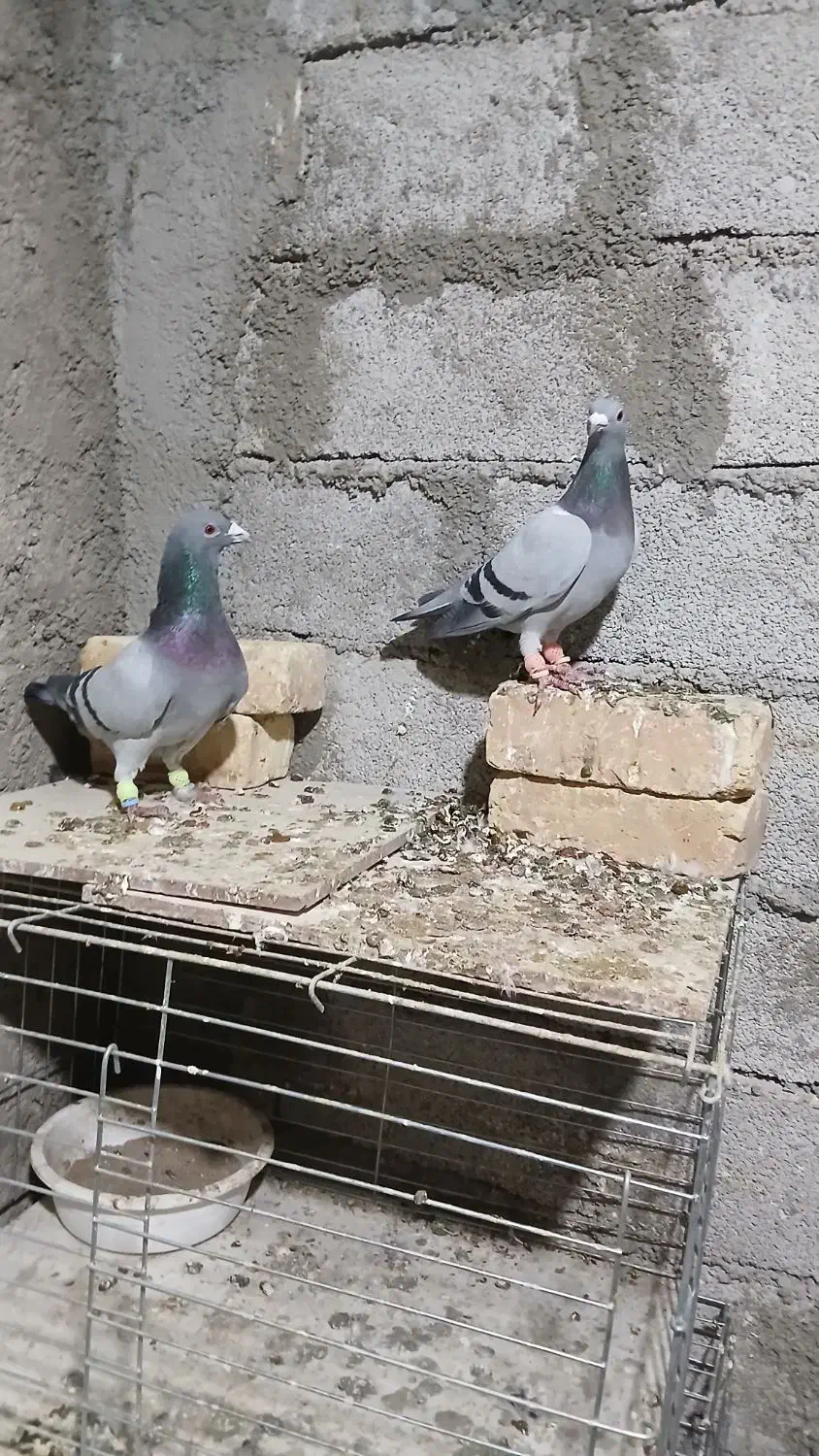 کبودآلمانی|پرنده|آبگرم, |دیوار