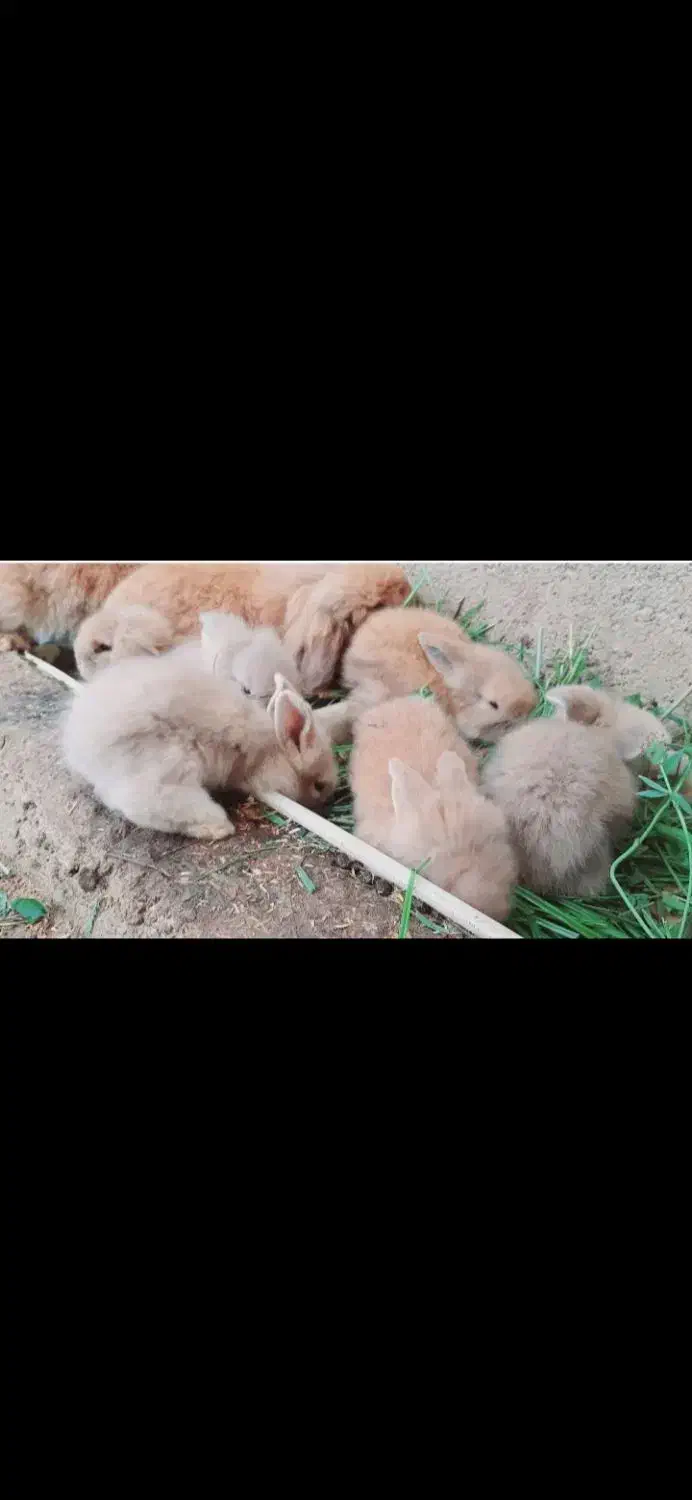 خرگوش لوپ اصلی|موش و خرگوش|مرزیکلا, |دیوار