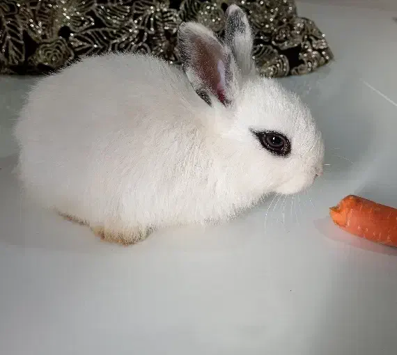 خرگوش خانگی|موش و خرگوش|فامنین, |دیوار