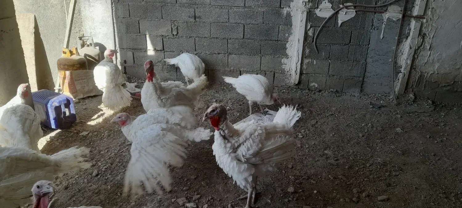 فروش بوقلمون|حیوانات مزرعه|صحنه, |دیوار