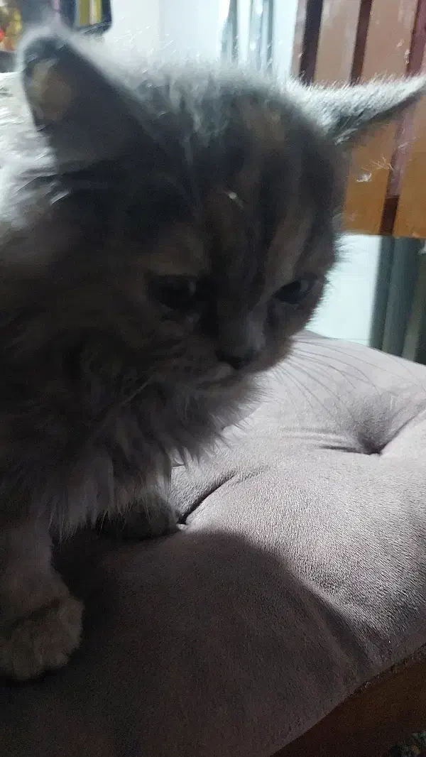 گربه|گربه|رامسر, |دیوار