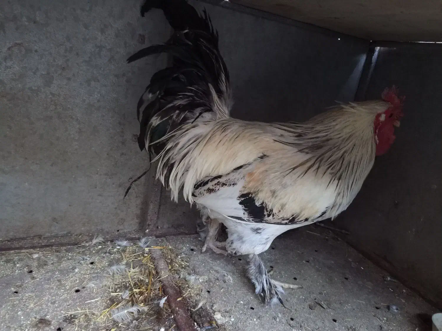 خروس|حیوانات مزرعه|سلفچگان, |دیوار