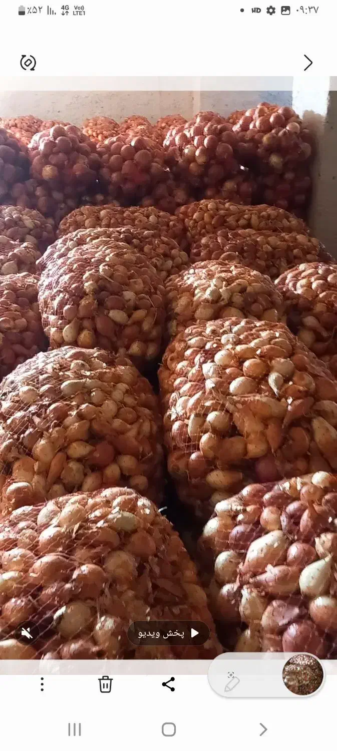 پیاز ریز طلایی فلات|خوردنی و آشامیدنی|بسطام, |دیوار