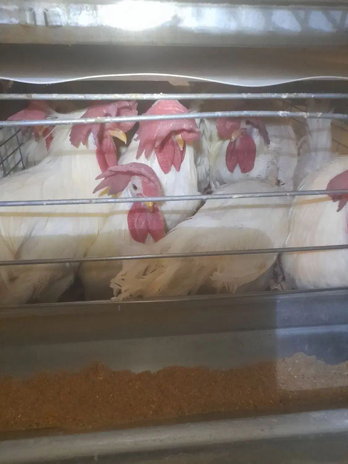 خروس فروشی|پرنده|وردشت, |دیوار