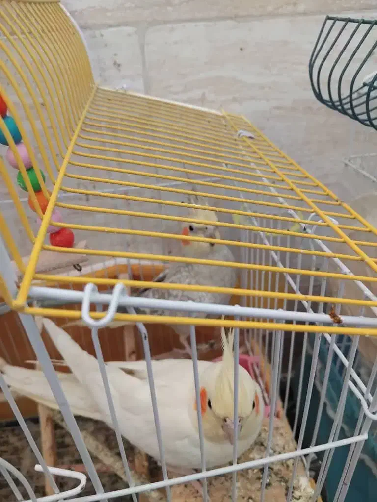 فروش ۹ عدد عروس هلندی|پرنده|شاهینشهر, شهرک ردانی پور|دیوار