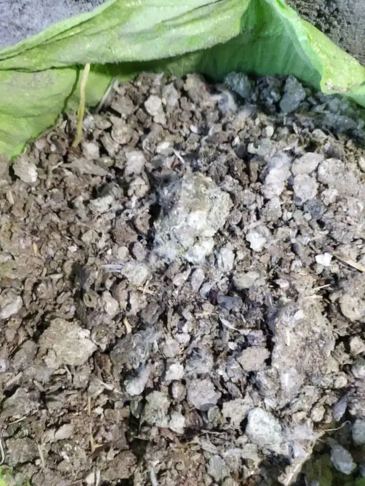 زل کبوتر|خدمات باغبانی و درختکاری|مبارکه, |دیوار