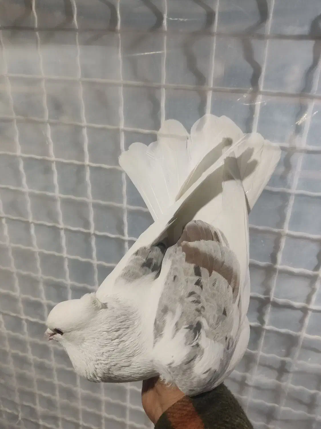 کبوتر یکت کاکلی نر|پرنده|ماهدشت, |دیوار