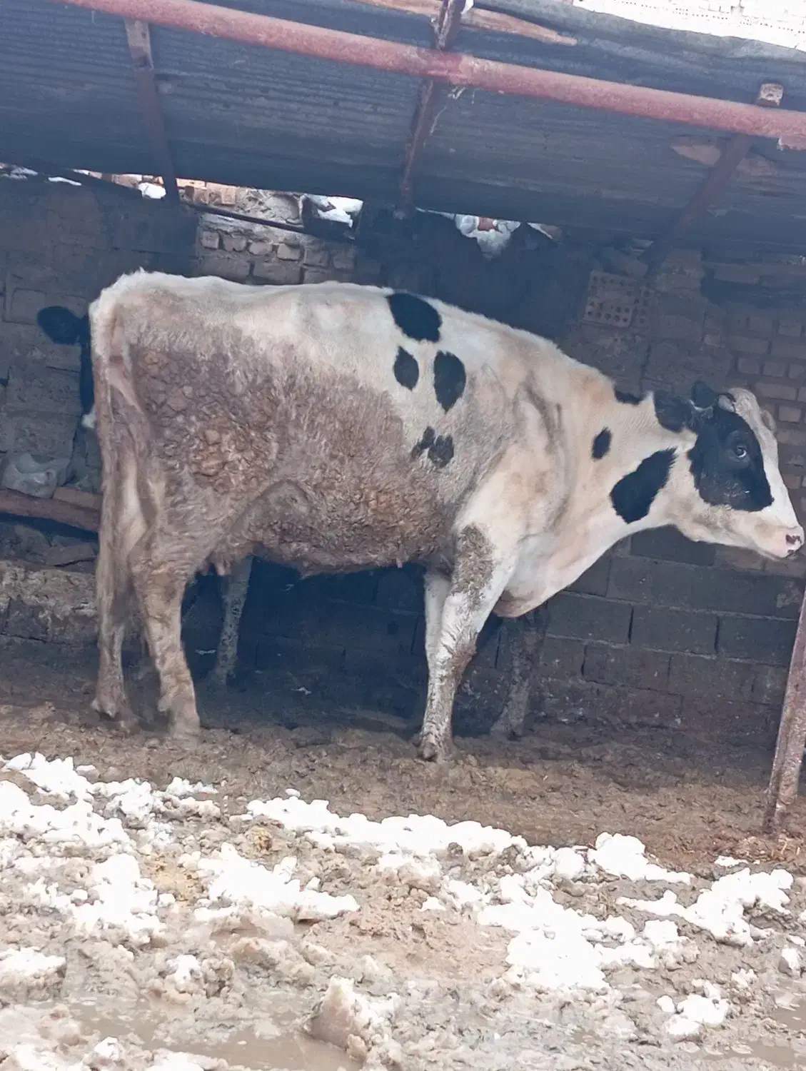 گاو شیری|حیوانات مزرعه|تربت جام, میان جام|دیوار