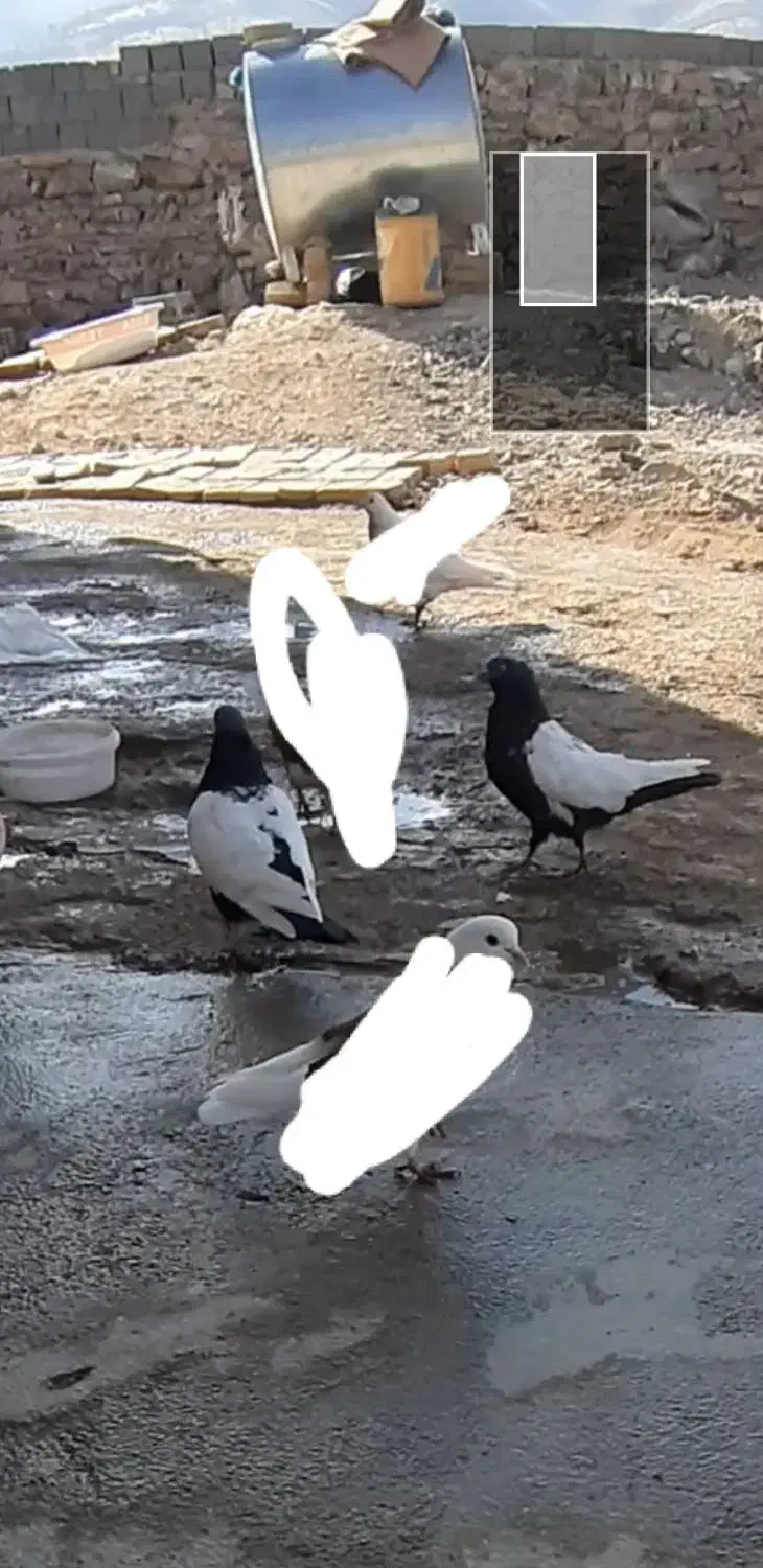 کبوتر سروته|پرنده|کرمانشاه, |دیوار