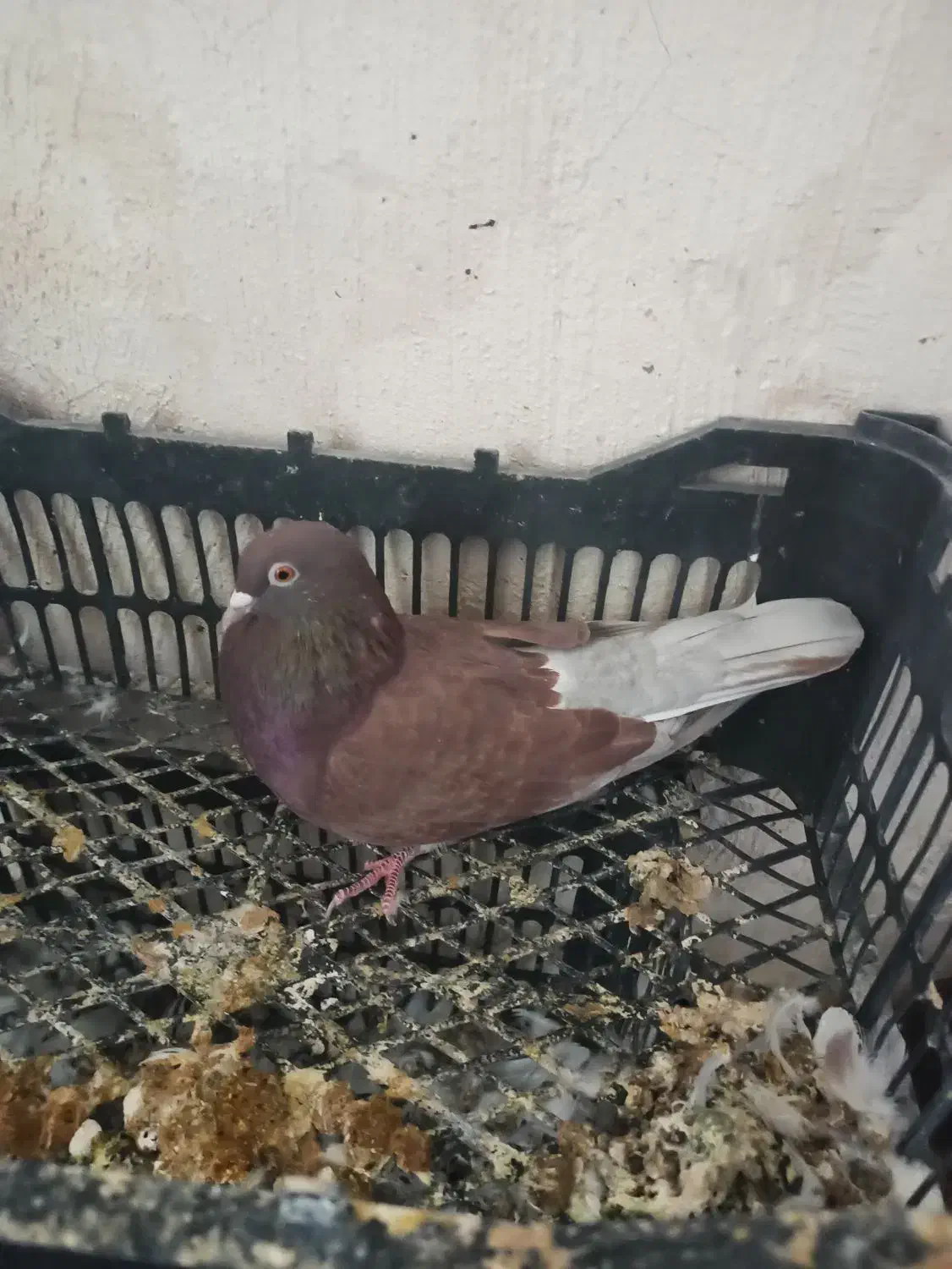 کبوتر تهرانی|پرنده|هندمینی, |دیوار