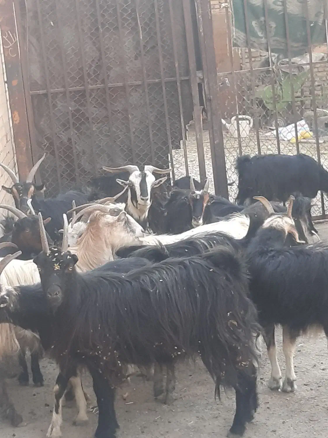 شانزده راس بز ابستن مایه کرده میش بزغاله|حیوانات مزرعه|خاوران, |دیوار