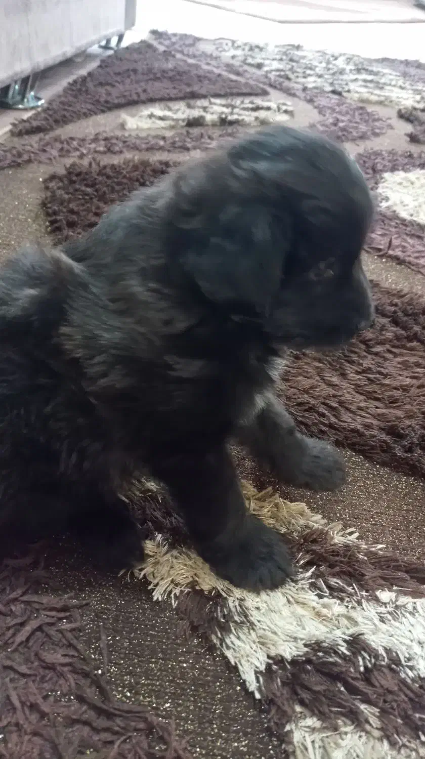 واگذاری|سگ|پاکدشت, پاکدشت (مامازند)|دیوار