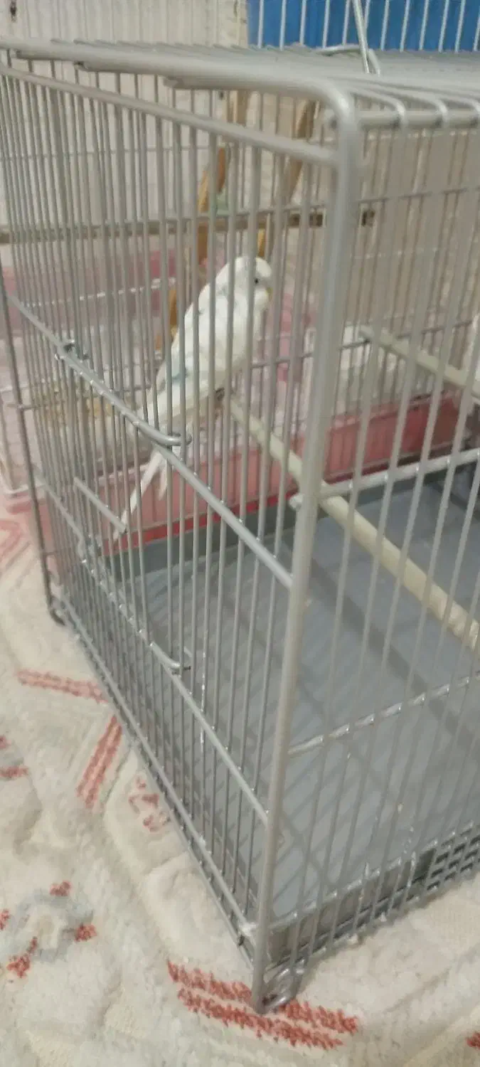 مرغ عشق با قفس سهره ای|پرنده|فردیس, فردیس|دیوار