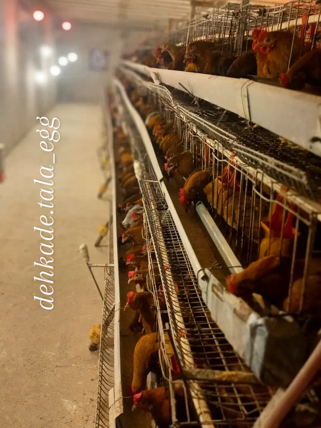 تخم مرغ رسمی گلپایگان|خوردنی و آشامیدنی|ساری, |دیوار