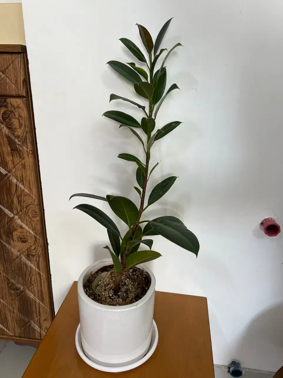 فیکوس مینیاتوری|گل و گیاه طبیعی|شاهرود, |دیوار