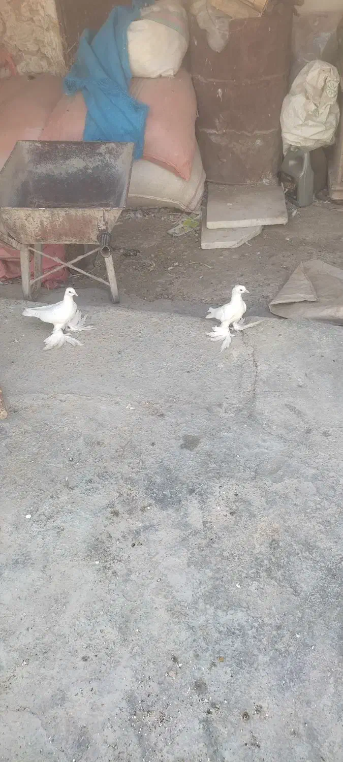 طوقی سفید|پرنده|دهدشت, |دیوار