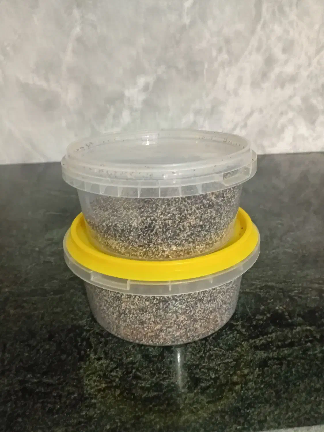 بذر تازه کشاورزی قاطی|خوردنی و آشامیدنی|کوهدشت, |دیوار