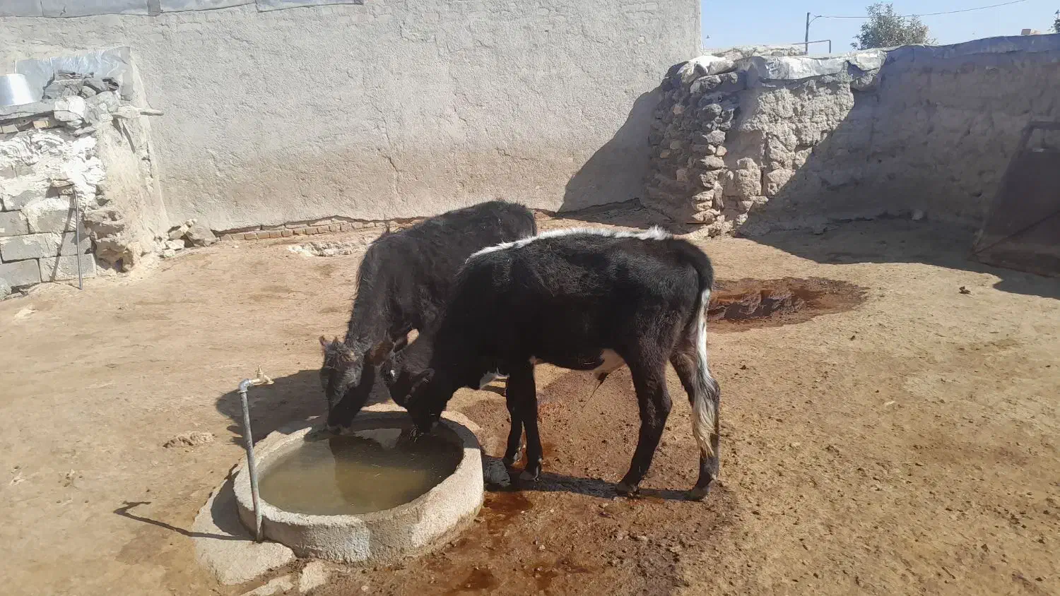 گوساله|حیوانات مزرعه|گل تپه, |دیوار