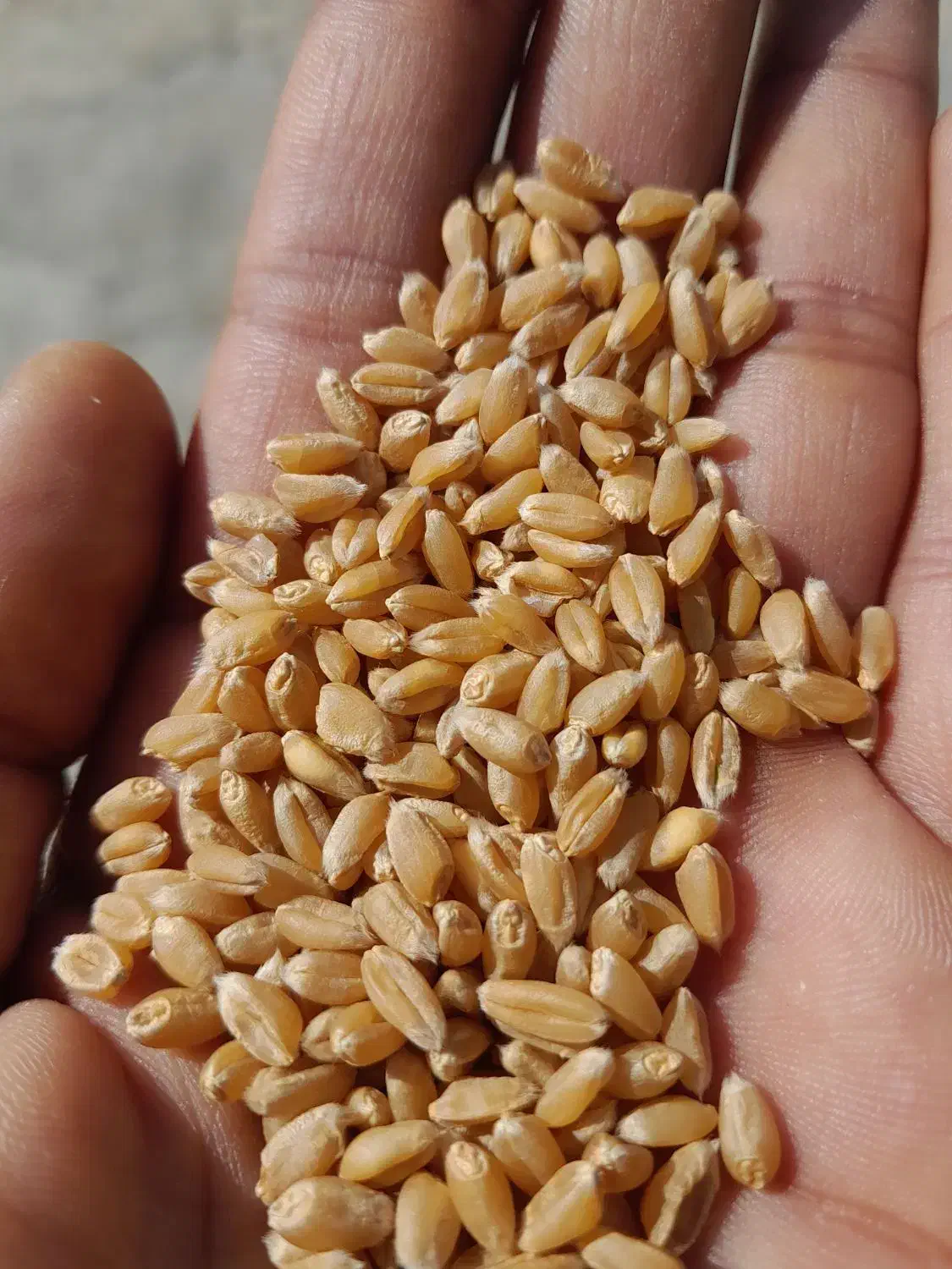 بذر گندم پیشگام چاق در جه یک دیم باران|عمده‌فروشی|خنداب, |دیوار