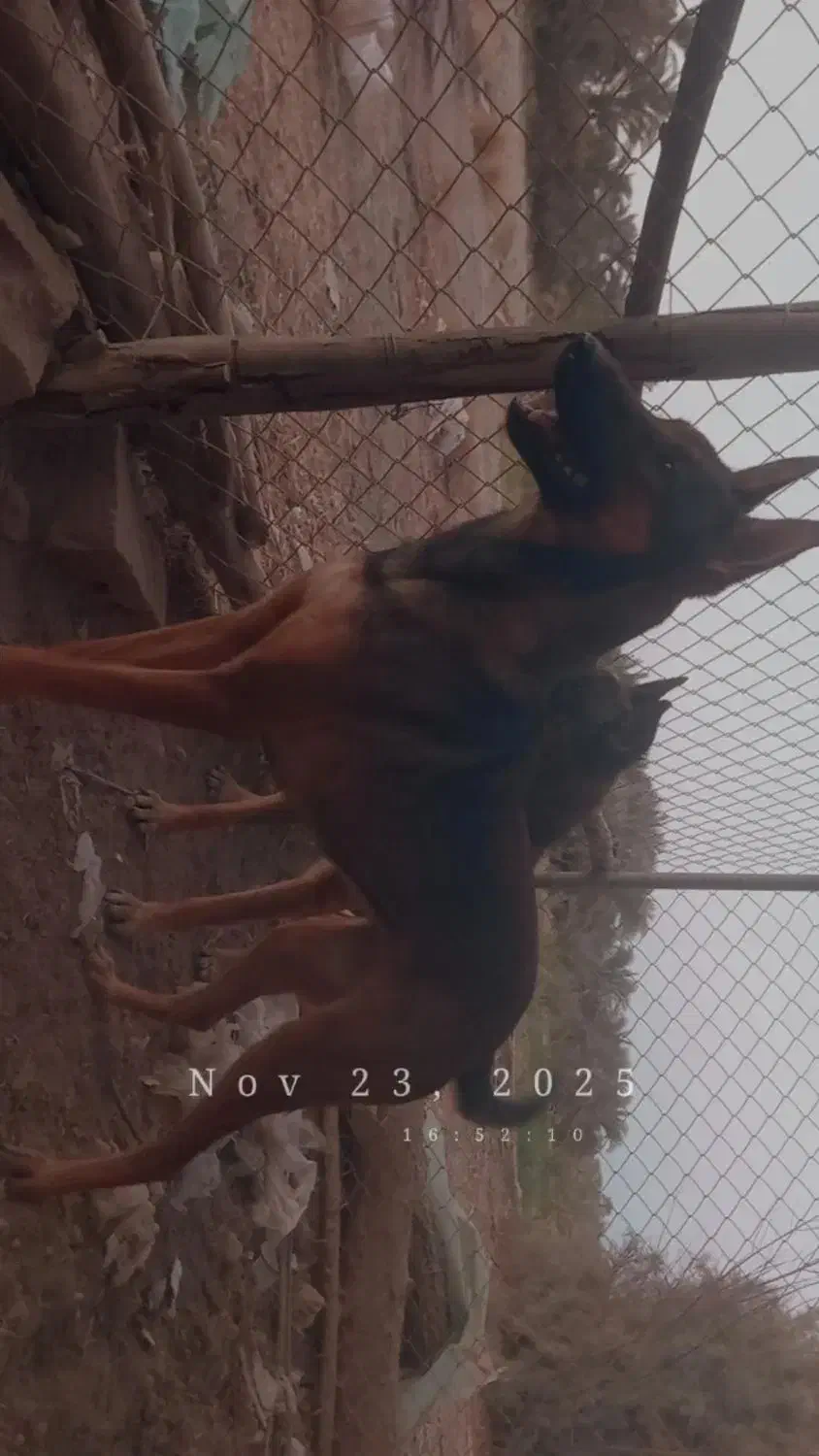 جفت مالینیوز|سگ|جیرفت, |دیوار