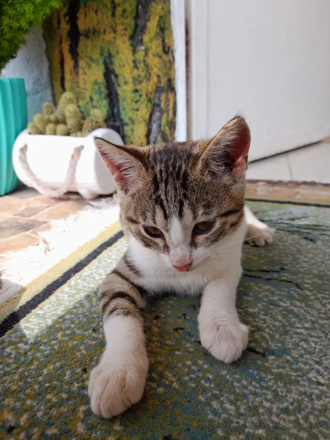 بچه گربه ملوس|گربه|بندر انزلی, لیچارگی حسن رود|دیوار